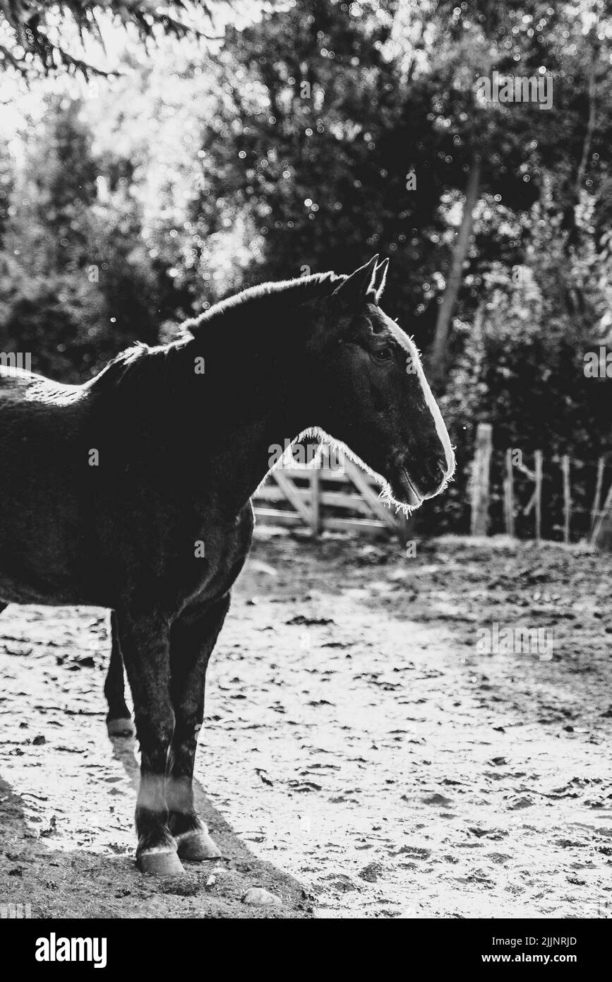 Un colpo verticale di un pony in Argentina, San Carlos de Bariloche paesaggio Foto Stock