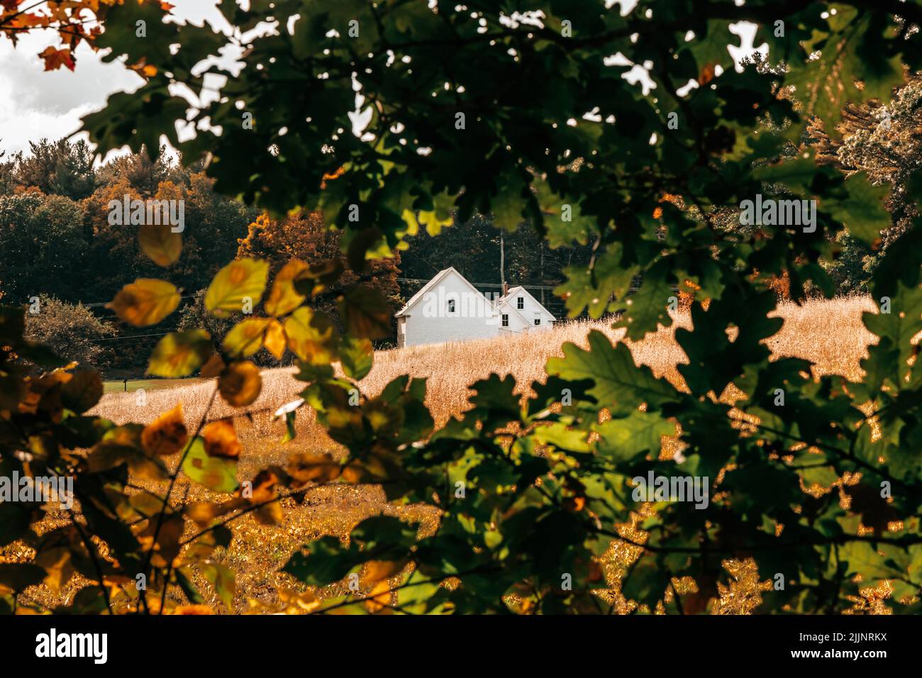Una casa dietro gli alberi nella Robert Frost Farm, New Hampshire Foto Stock