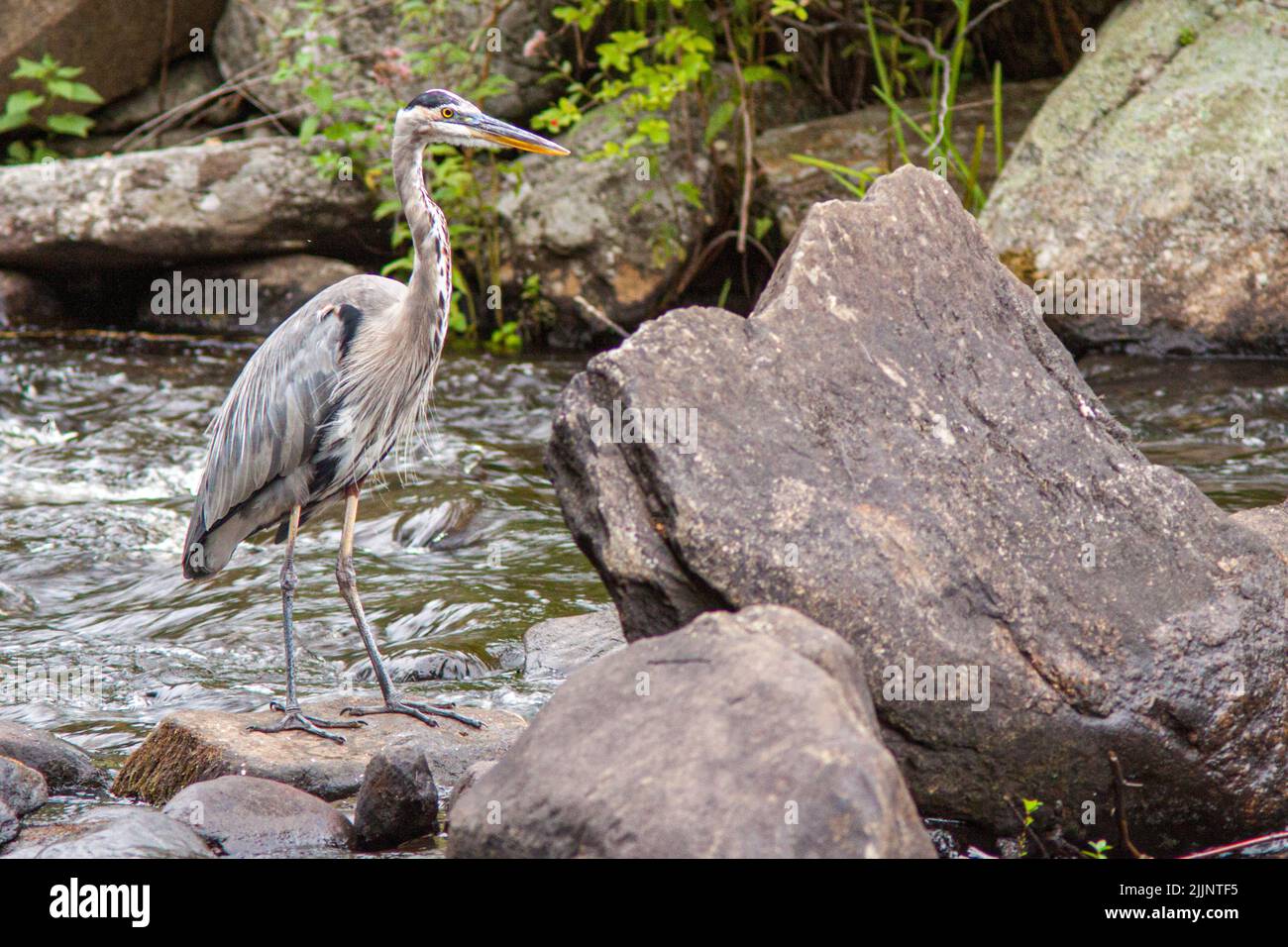 Un grande Blue Heron al Connors Pond a Petersham, Massachusetts Foto Stock