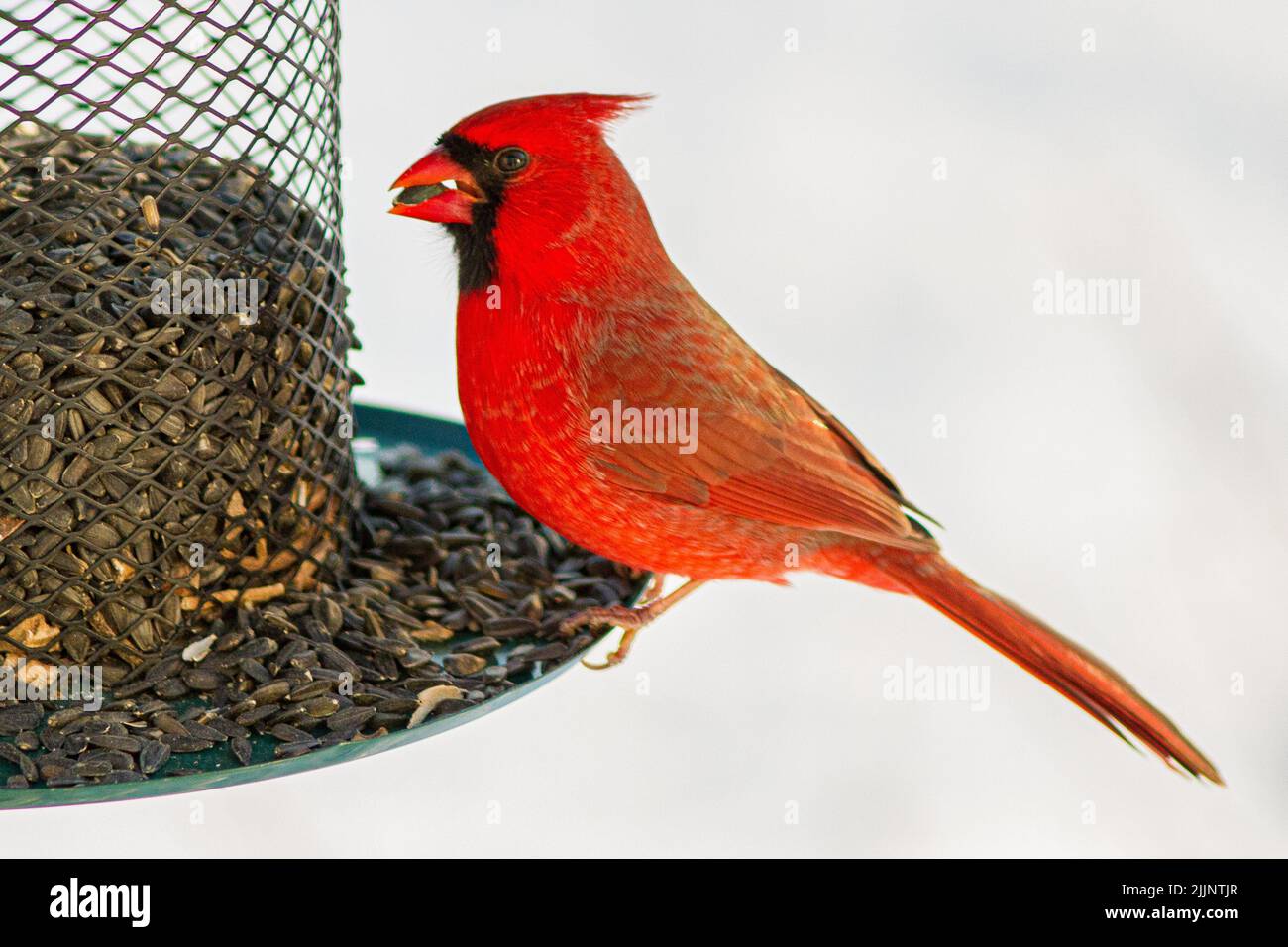 un cardinale maschile in un alimentatore di uccelli Foto Stock