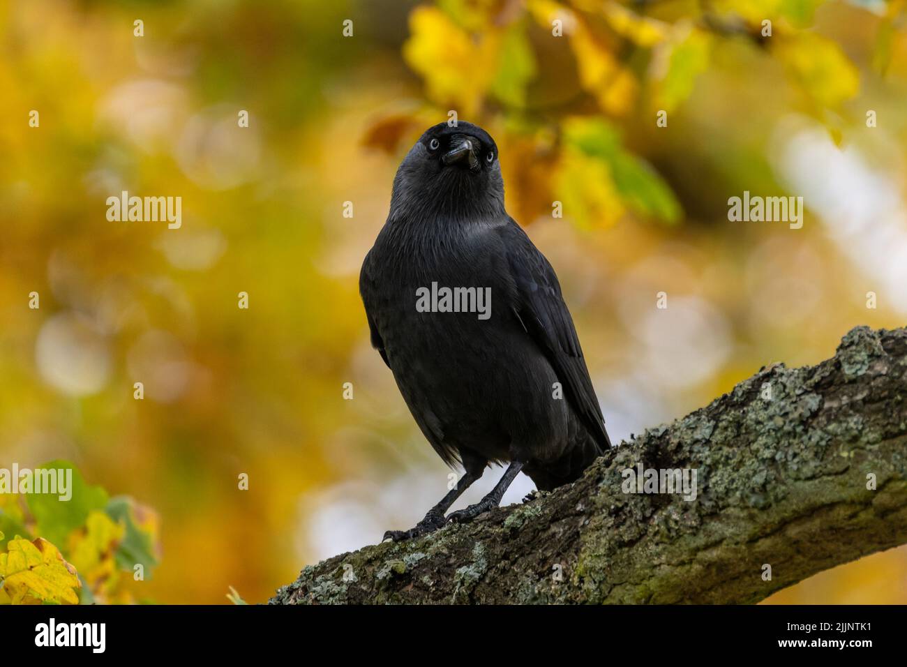 Un jackdaw occidentale (Coloeus monidula) che staring alla macchina fotografica da un albero con le foglie di caduta Foto Stock