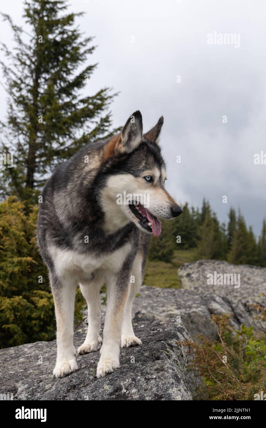 Un colpo verticale di Husky siberiano in un'area alta Foto Stock