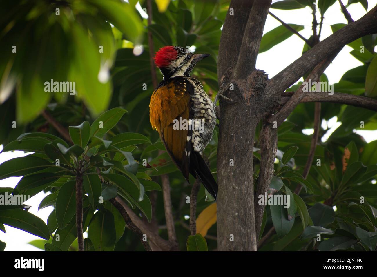 Il picchio pileated è un picchio grande, per lo più nero nativo del Nord America. Insettivore, abita foreste decidue. Foto Stock