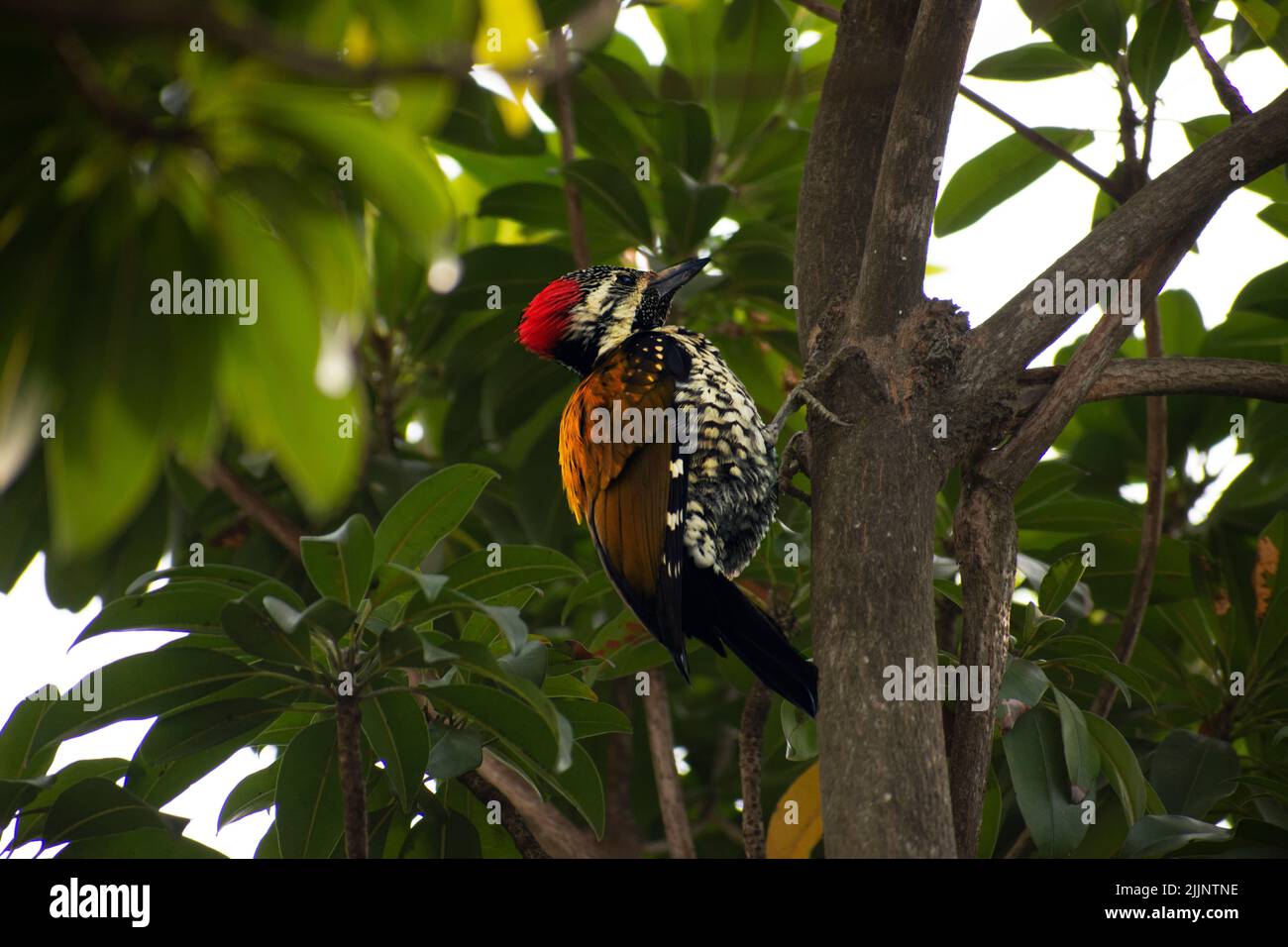 Il picchio pileated è un picchio grande, per lo più nero nativo del Nord America. Insettivore, abita foreste decidue. Foto Stock