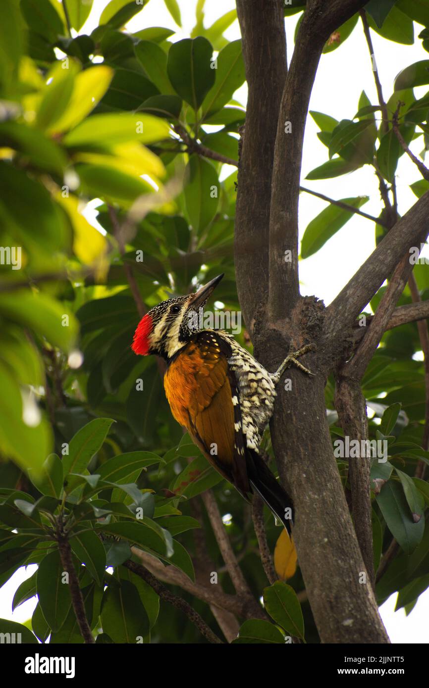 Il picchio pileated è un picchio grande, per lo più nero nativo del Nord America. Insettivore, abita foreste decidue. Foto Stock