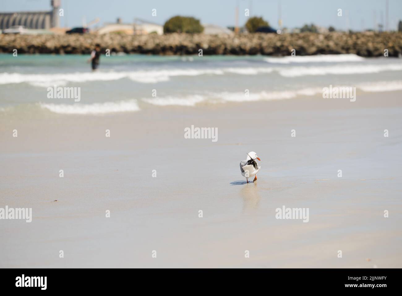 Un primo piano di un'oca di mare sulla spiaggia. Portland, Victoria, Australia Foto Stock