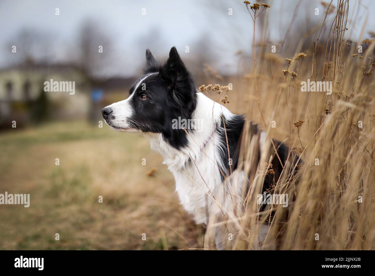 Avviso bordo Collie Ritratto in natura. Profilo laterale del cane bianco e nero in campo di erba. Foto Stock