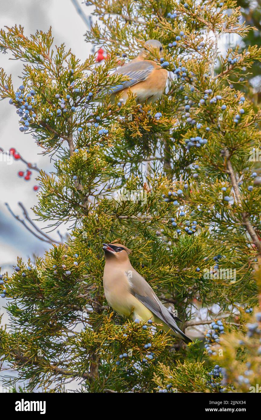 Un fuoco selettivo sparato di cedro waxwing e bluebird orientale arroccato su un albero in Connecticut, USA Foto Stock