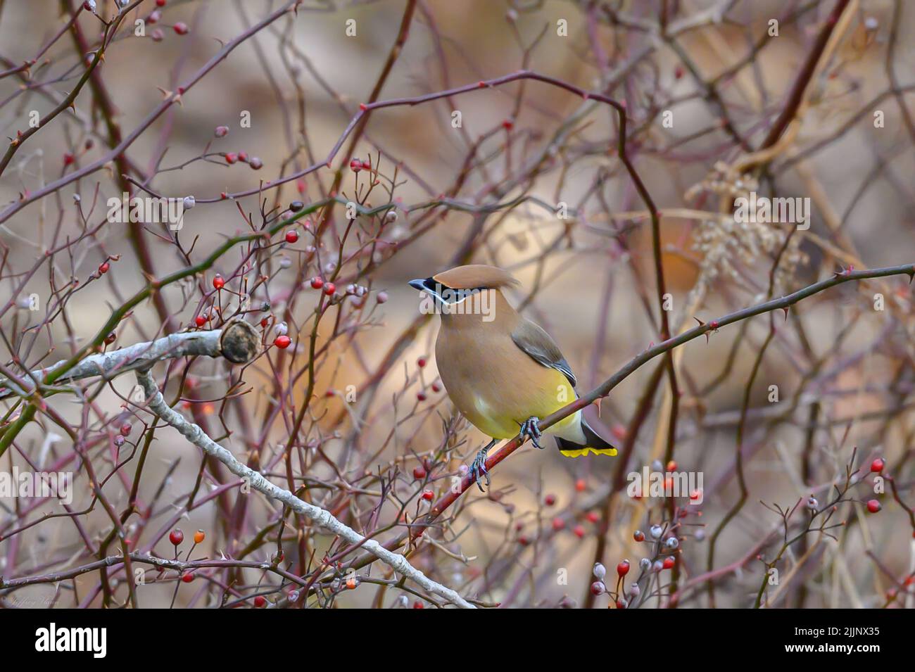 Un fuoco selettivo sparato di cedro waxwing appollaiato su un albero in Connecticut, USA Foto Stock