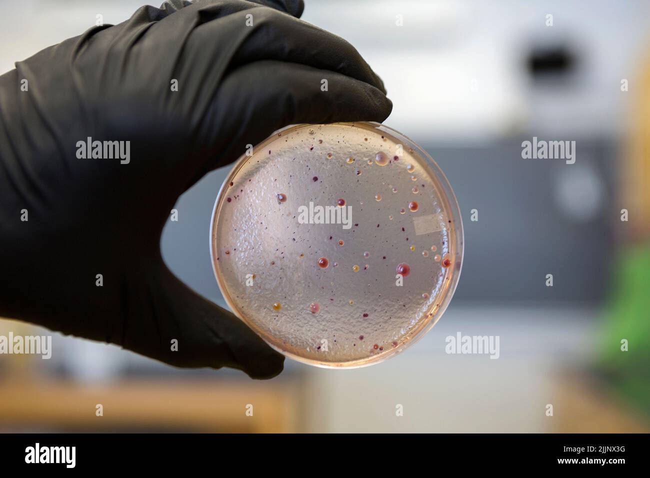 E. coli e altri batteri che crescono su una piastra peri. Prelevato da un campione di lattuga. Foto Stock