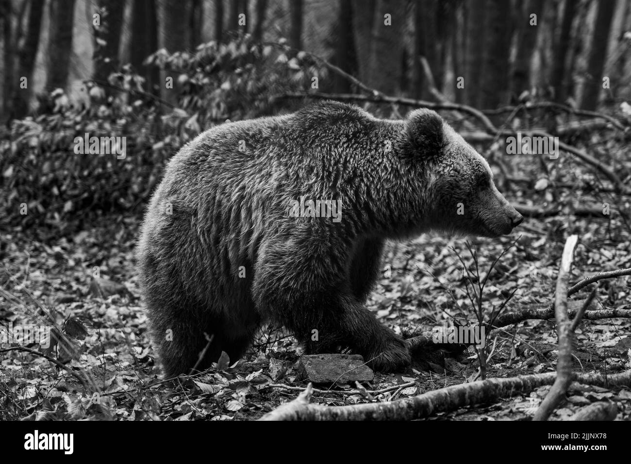 Una scala di grigi poco profonda messa a fuoco di un orso grizzly che cammina su foglie e tronchi caduti autunno sulla terra della foresta Foto Stock