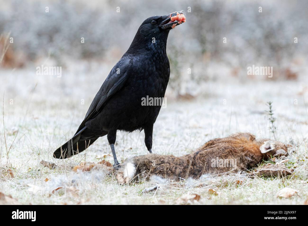 Corvo di Carrion (Corvus corone) che si alimenta a terra da un coniglio morto. Foto Stock