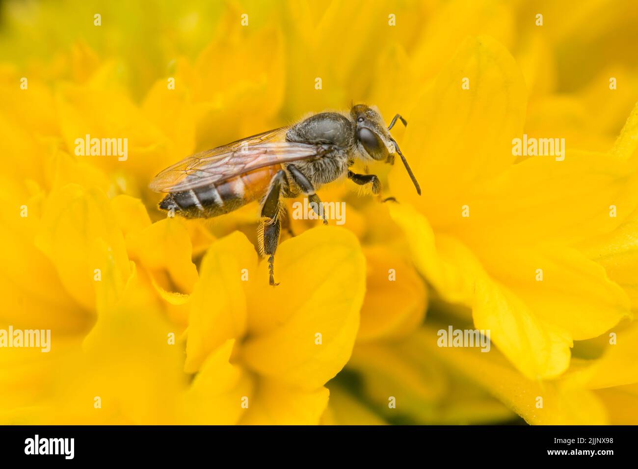 Ape di miele sul petalo giallo del fiore per ottenere nettare da esso. Messa a fuoco selettiva utilizzata. Foto Stock