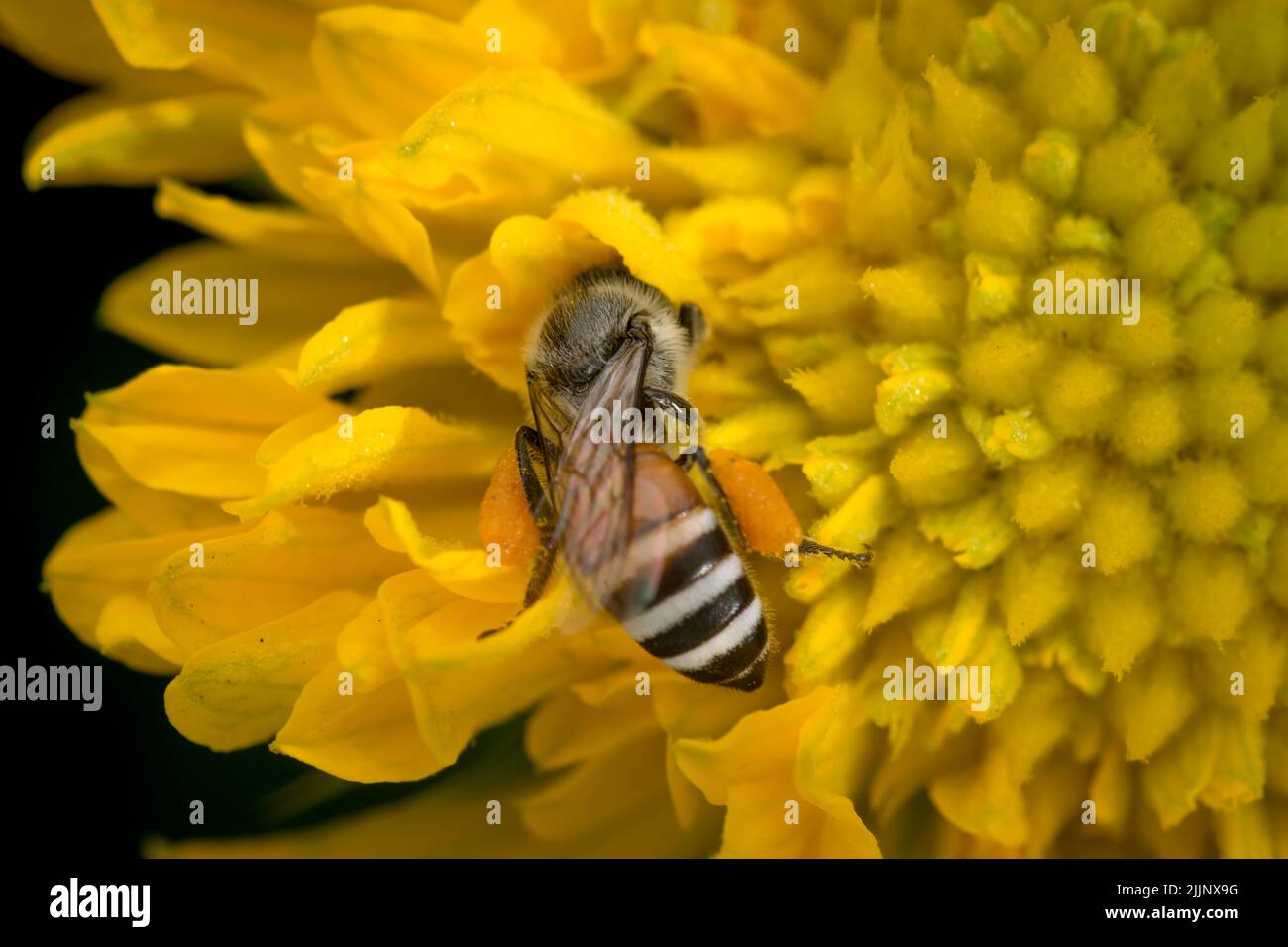 Ape miele raccolta nettare dal fiore giallo entrando tra i petali. Messa a fuoco selettiva utilizzata. Foto Stock
