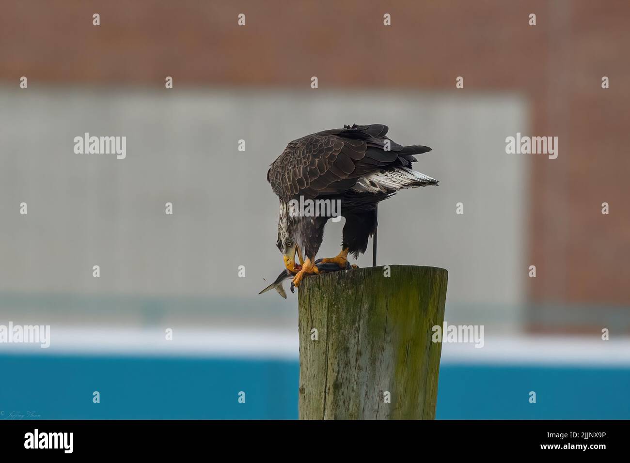 Un primo piano di Wintering immaturo aquila Bald mangiare pesce, Tamigi fiume Norwich Connecticut Foto Stock