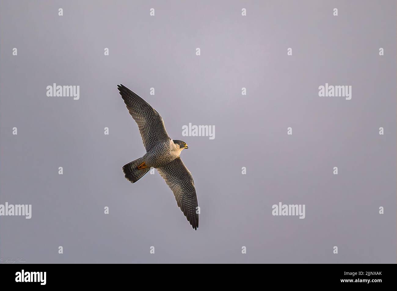 Primo piano di Peregrine Falcon che vola sul porto di Norwich. Norwich, Connecticut Foto Stock