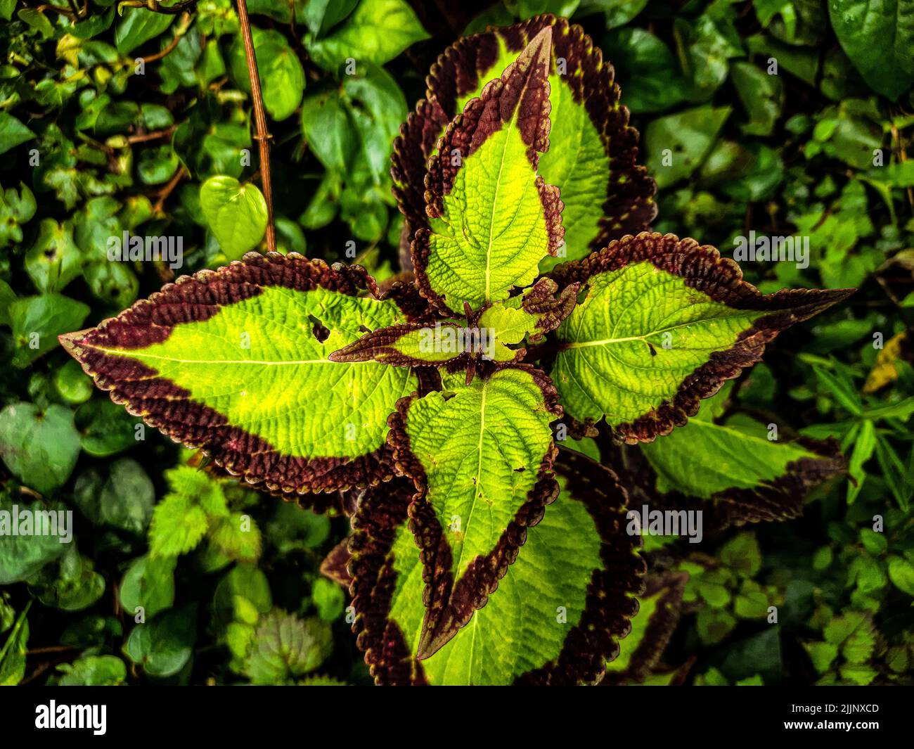 Le foglie verdi della pianta di Coleus Foto Stock
