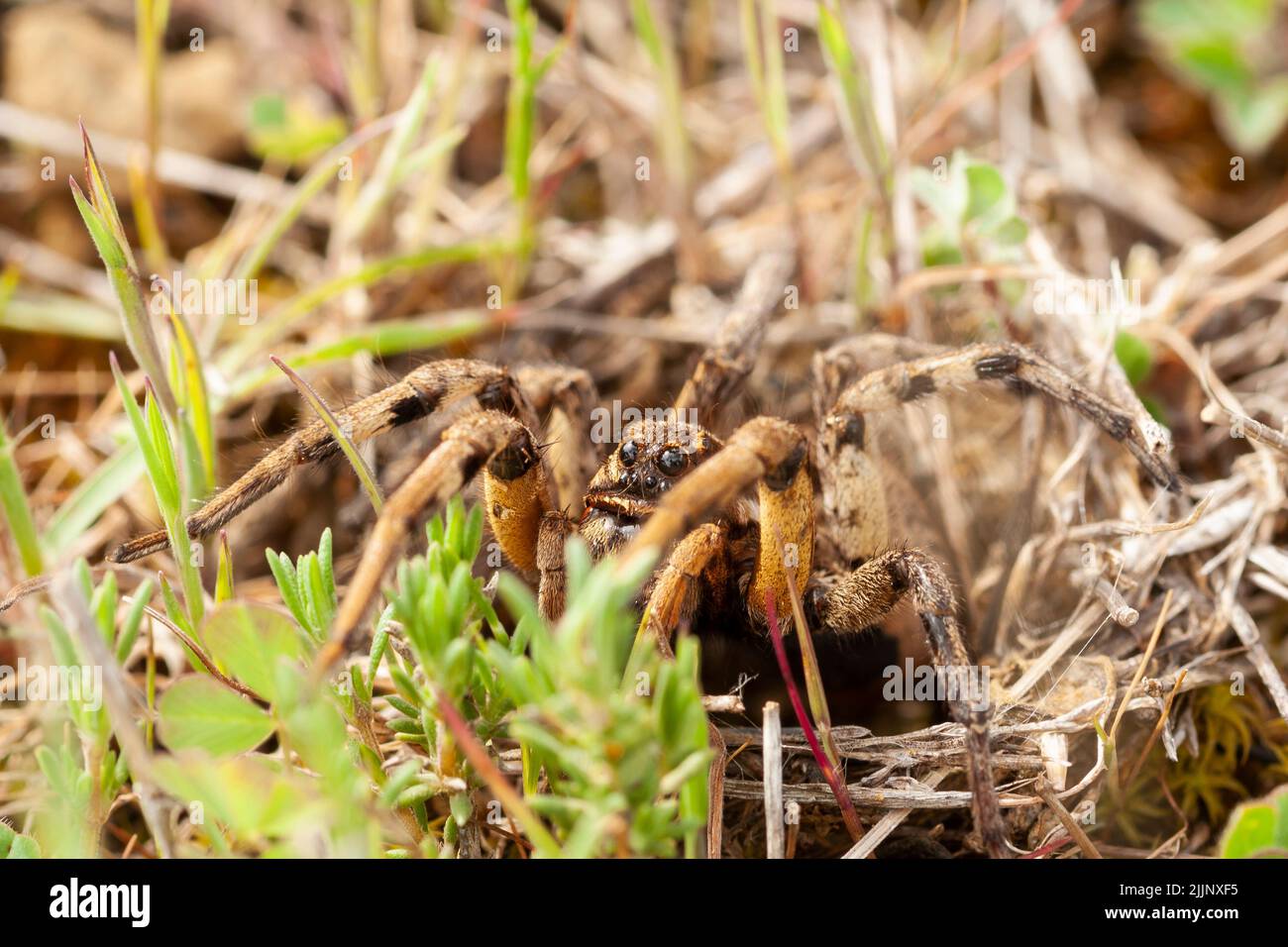 Fuoco selettivo di un lupo Spider (Lycosa fasciiventris). Tarantula europea. Foto Stock