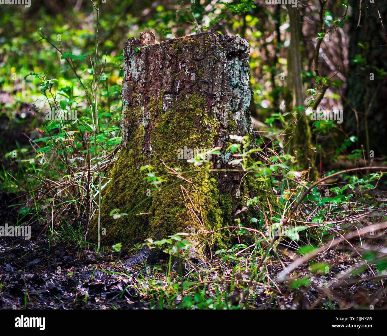 Un primo colpo di un ceppo di albero mossi in una foresta Foto Stock