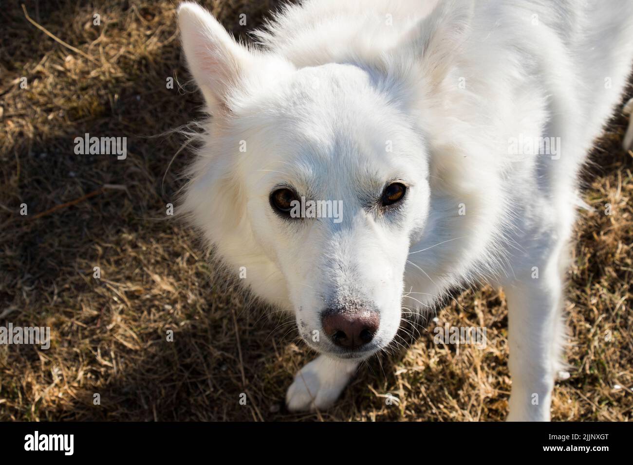 Bianco svizzero Shepard, ritratto bianco cane e luce del sole Foto Stock