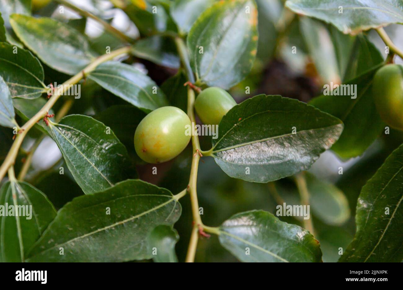 Succo di frutta verde non maturo. I jujubes che crescono sul ramo dell'albero. Messa a fuoco selettiva e primo piano. Foto Stock