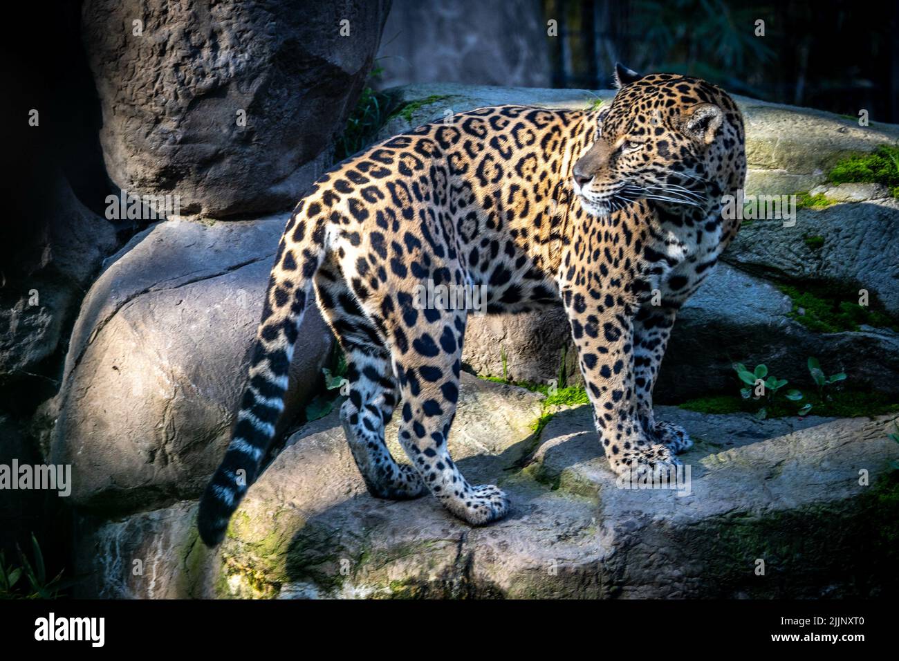 Primo piano della jaguar nello zoo di Sacramento, California. Foto Stock