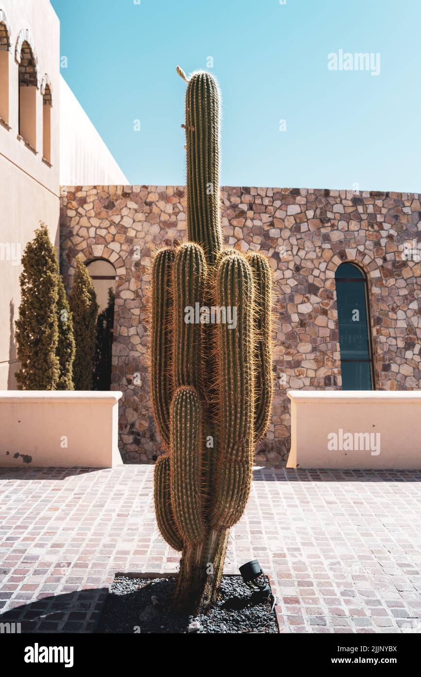 Un colpo verticale di un grande cactus nel cortile Foto Stock