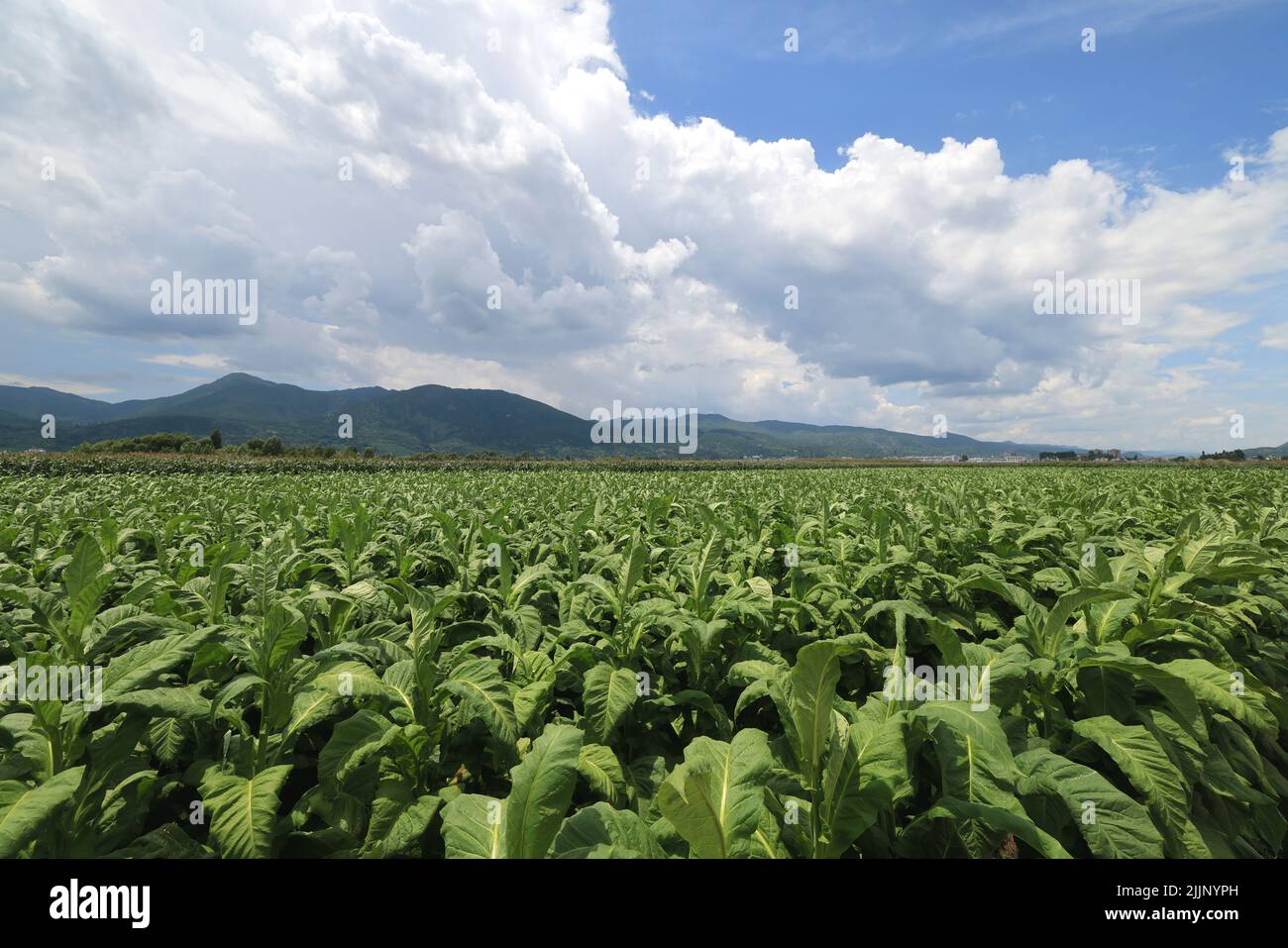 Un campo estivo nella provincia di Yunnan, in Cina Foto Stock