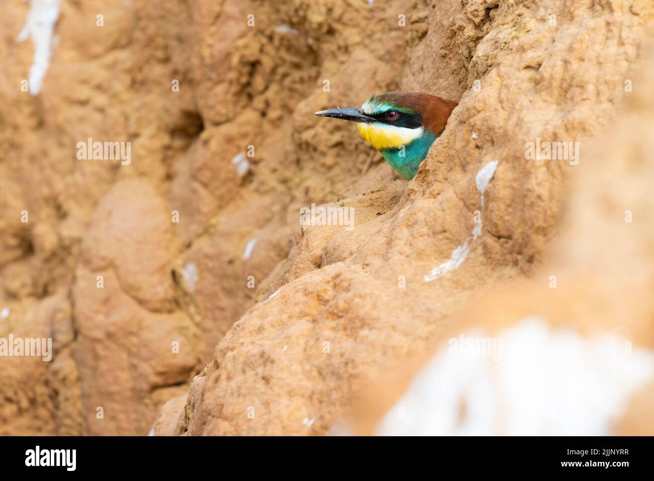 Apistro europeo, Merops, che spezza la testa dal nido scavato in una sabbiatura Foto Stock
