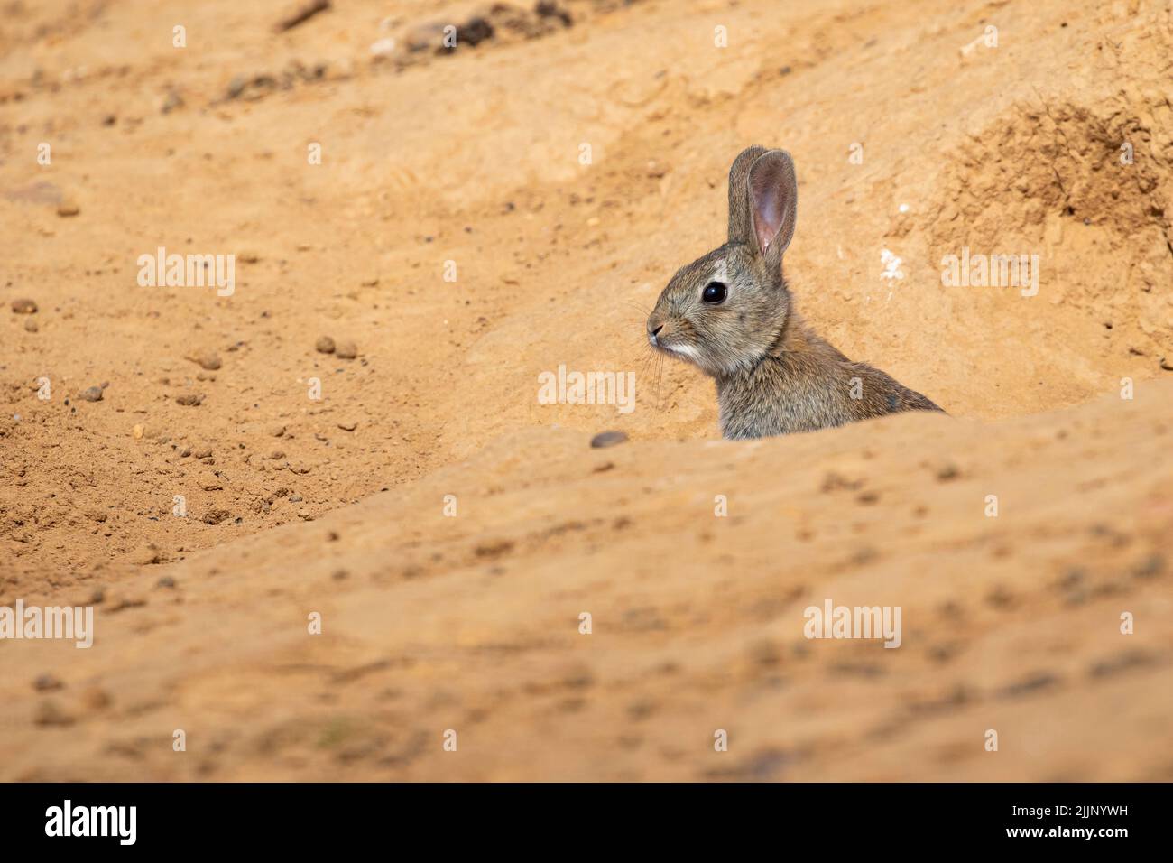 Piccolo coniglio, oryctolagus cuniculus, seduto nella sabbia all'ingresso del suo burrow in una giornata estiva soleggiata. Foto Stock