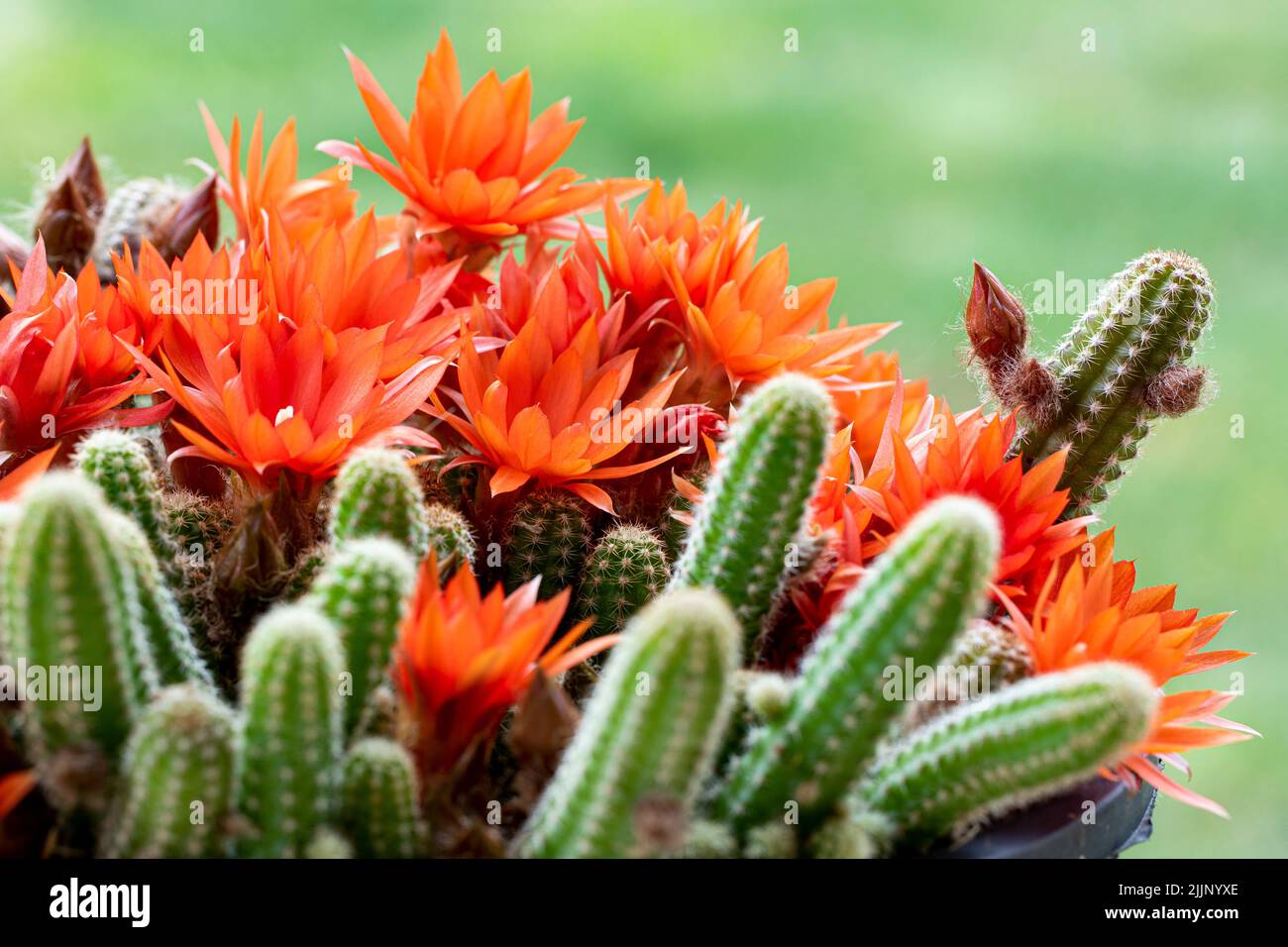 Echinopsis verde chamaecereus cactus con fiori in fiore arancio brillante che crescono in vaso su sfondo sfocato Foto Stock