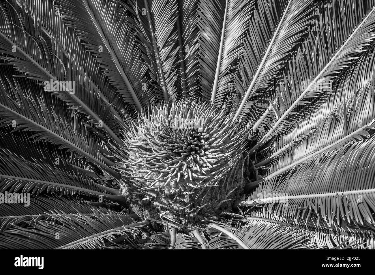 Centro di piante tropicali in primo piano in bianco e nero Foto Stock