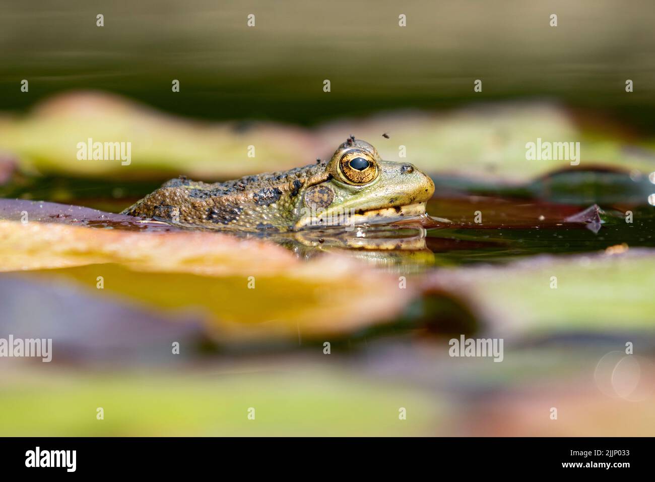 Primo piano pelophylax perezi rana seduta su una foglia di giglio verde nel laghetto Foto Stock