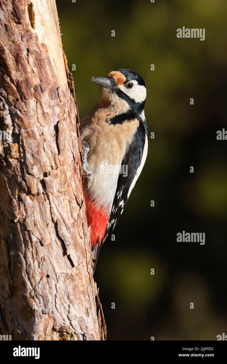 Femmina Grande Spotted Woodpecker, Dendrocopos maggiore, arroccato su un vecchio tronco di pino contro uno sfondo verde fuori fuoco Foto Stock