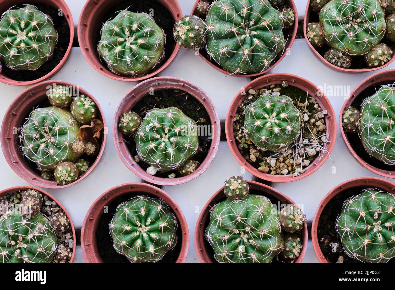 Vista dall'alto abbondanza di cactus verdi freschi con i polli acuti che crescono in vasi di fiori disposti su sfondo bianco in camera luminosa Foto Stock