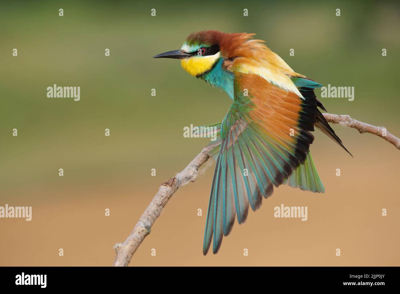 Simpatico piccolo uccello europeo del mangiatore dell'ape con i collegamenti colorati del piumaggio con le ali sparse sul rametto sullo sfondo sfocato in natura Foto Stock