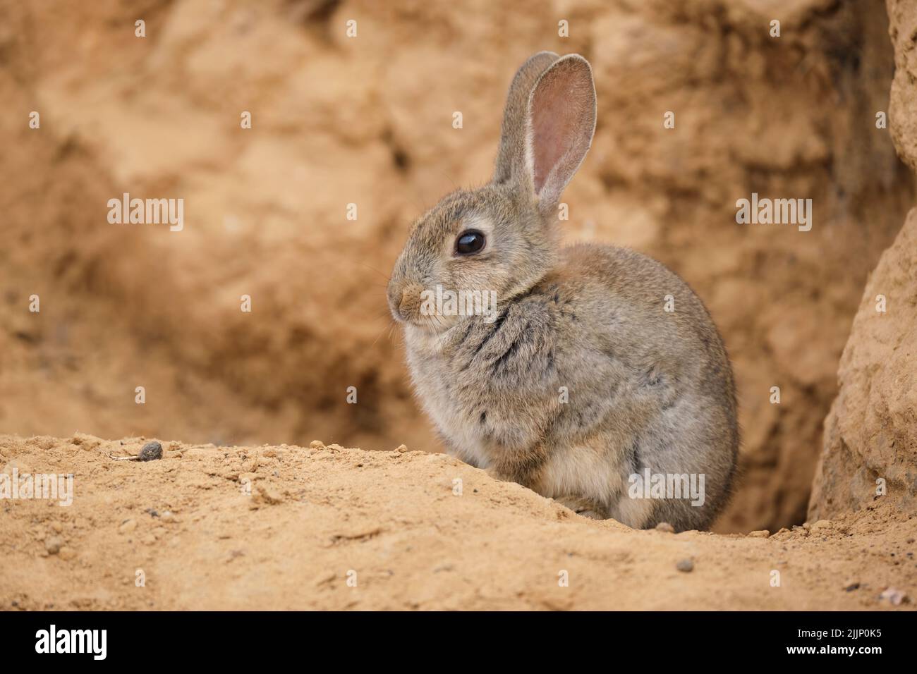 Adorabile e soffice cottontail nel deserto con pelliccia grigia seduta su terreno arido vicino alla scogliera di arenaria durante il giorno Foto Stock