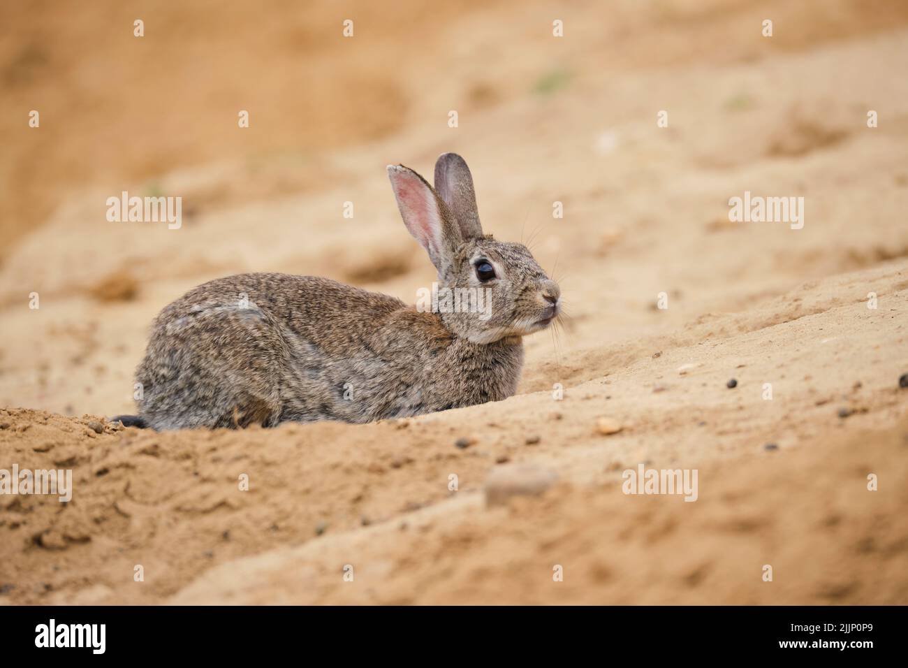 Wary sylvilagus audubonii coniglio guardare lontano e alla ricerca di pericolo, mentre si trova su sabbia in deserto Foto Stock