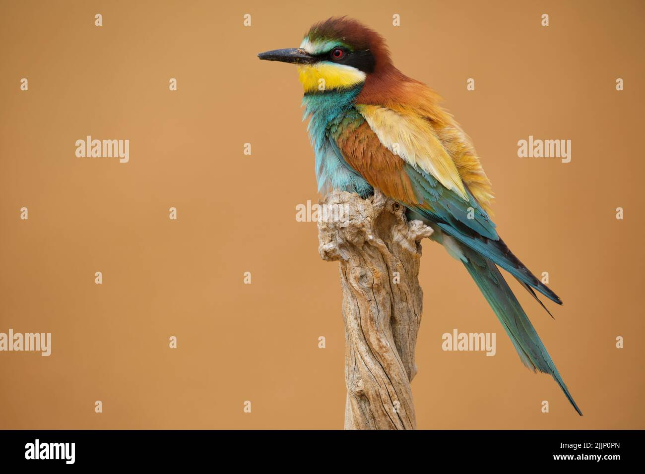 Bright merops uccello apiaster con piumaggio colorato seduta in cima a legno storto su sfondo sfocato della campagna Foto Stock