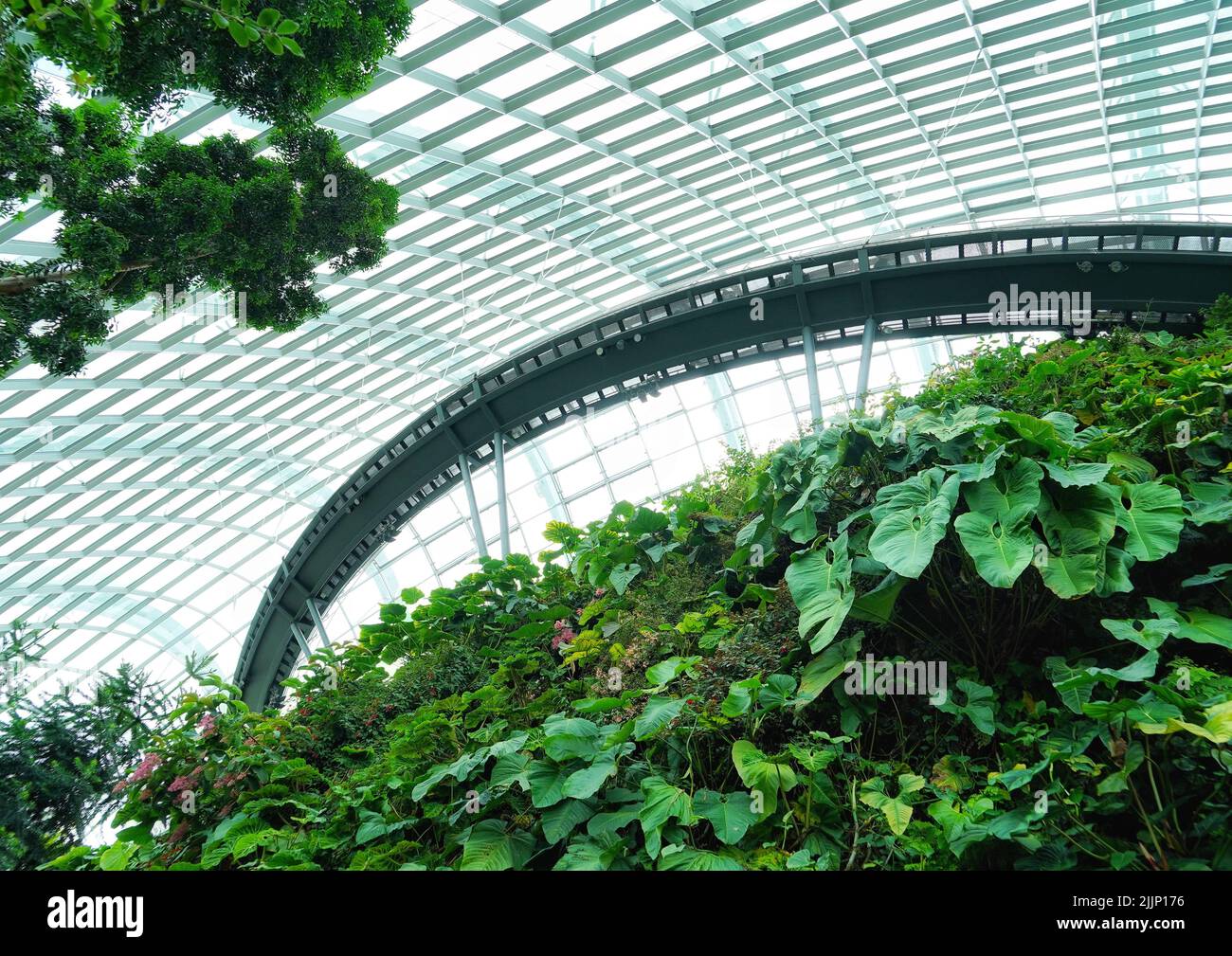 Un'immagine ad angolo basso della lussureggiante botanica nella foresta nuvolosa di Binhai Bay a Singapore sotto un soffitto di vetro Foto Stock