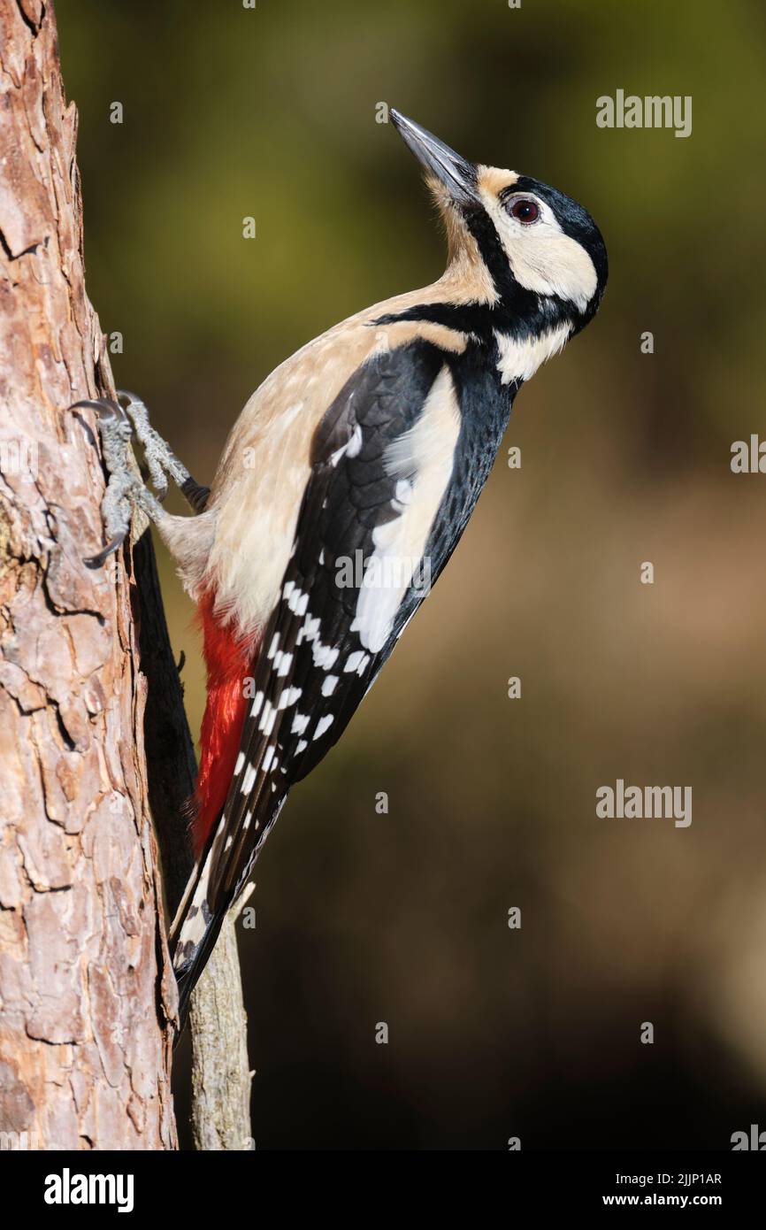 dendrocopos selvatico uccello maggiore seduto su tronco di albero ruvido su sfondo sfocato della foresta in giorno di sole Foto Stock