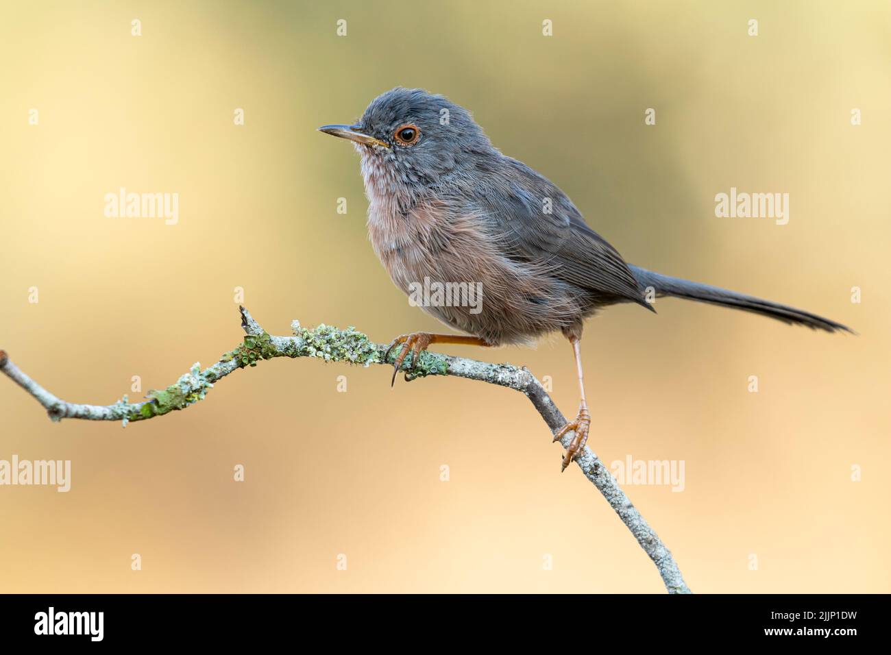 Primo piano piccolo sylvia undata uccello seduto su ramo sottile albero su sfondo sfocato della natura Foto Stock