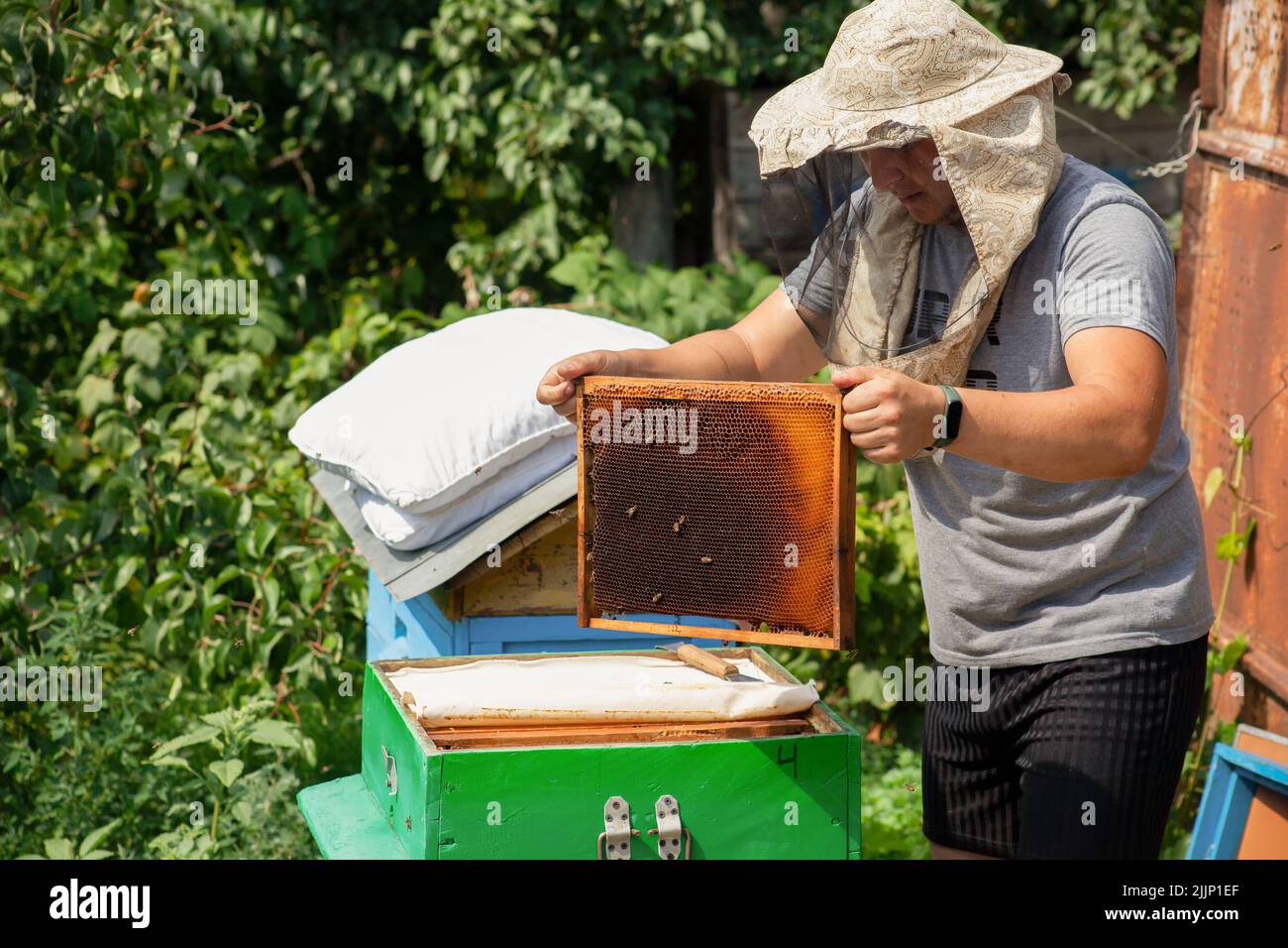 Cornice scura asciutta con nido d'ape nelle mani di un apicoltore. L'apicoltore toglie le cornici dall'alveare per ispezionare il lavoro dello sciame nel Foto Stock