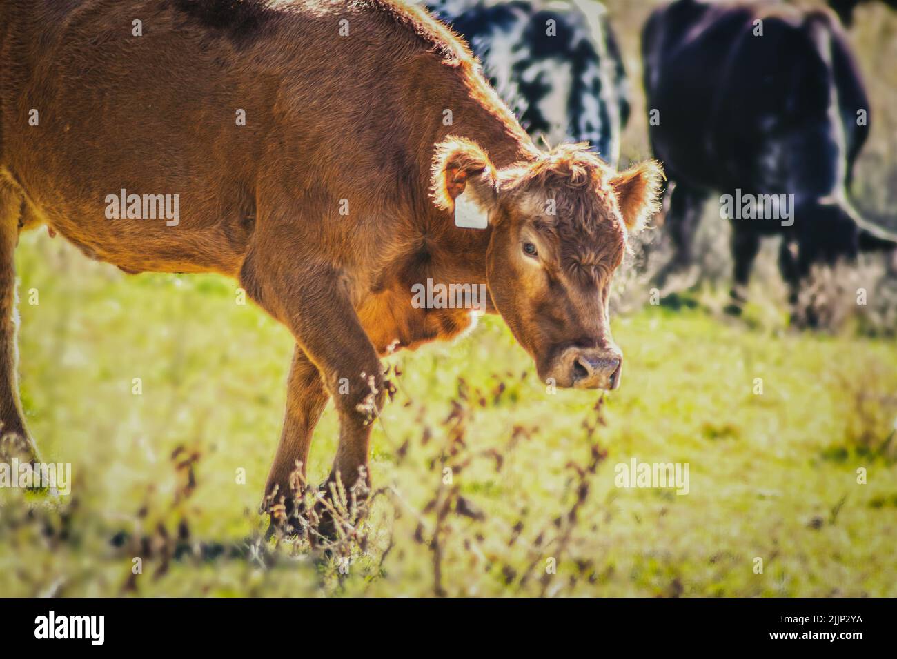 Red herford yearling camminando in pascolo con mucche nere e macchiate che mangiano sullo sfondo Foto Stock