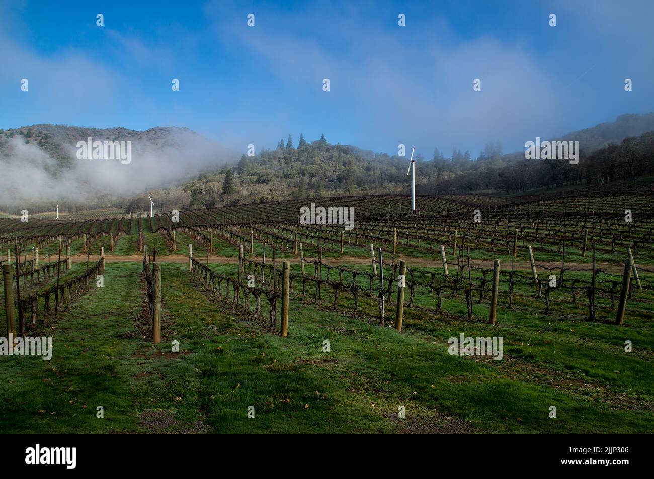 Nebbia sopra vigneto a fine inverno e colline sullo sfondo nel sud dell'Oregon Foto Stock