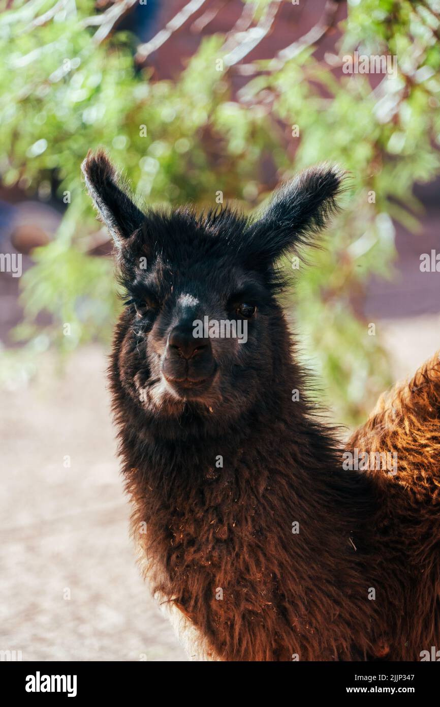 Un primo piano verticale di una graziosa Llama marrone nel suo habitat naturale Foto Stock