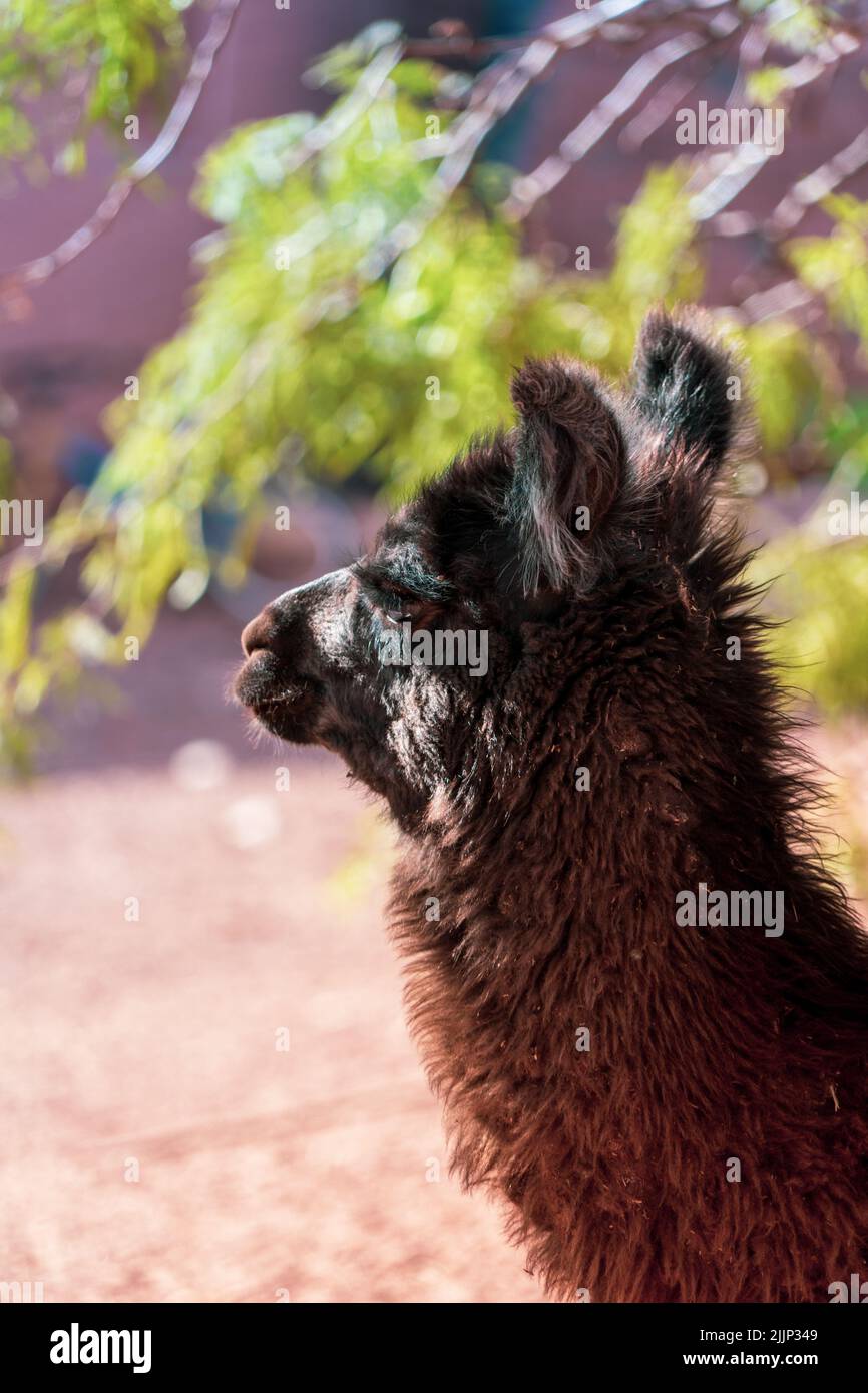 Un primo piano di un simpatico lama in una fattoria in una giornata di sole Foto Stock