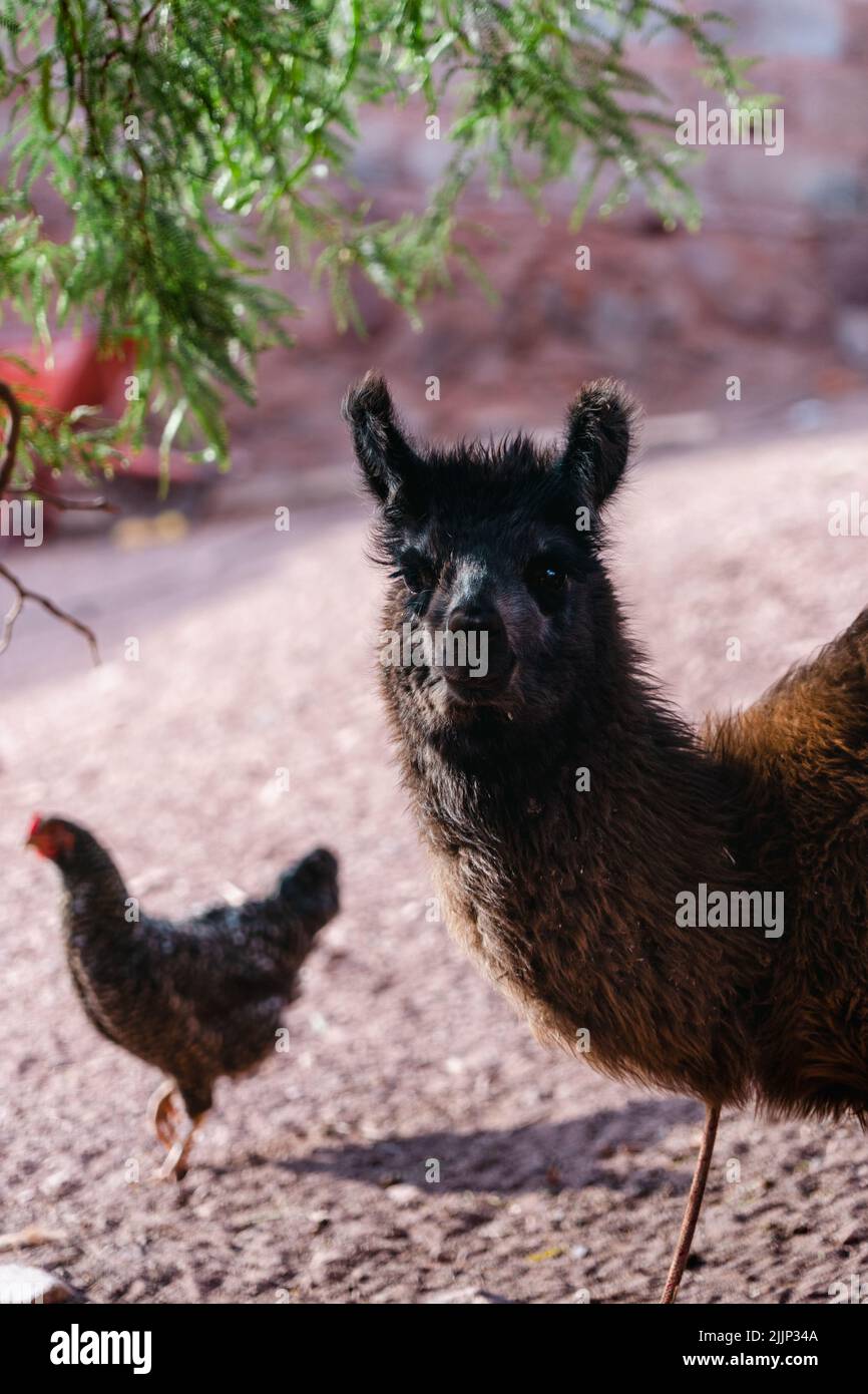 Un primo piano di un simpatico lama in una fattoria in una giornata di sole Foto Stock