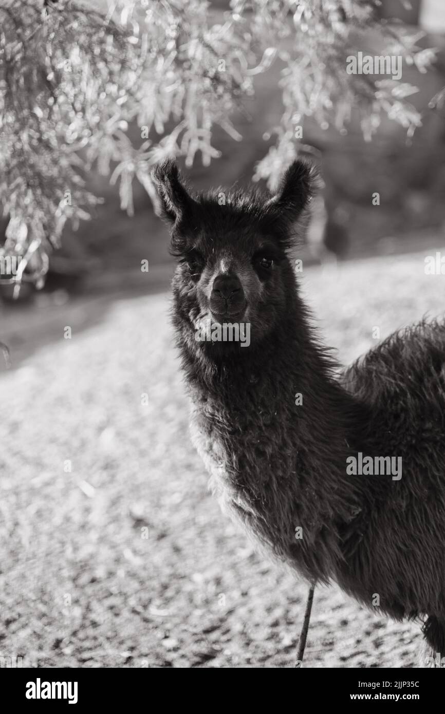Una scala di grigi di un simpatico lama in una fattoria in una giornata di sole Foto Stock