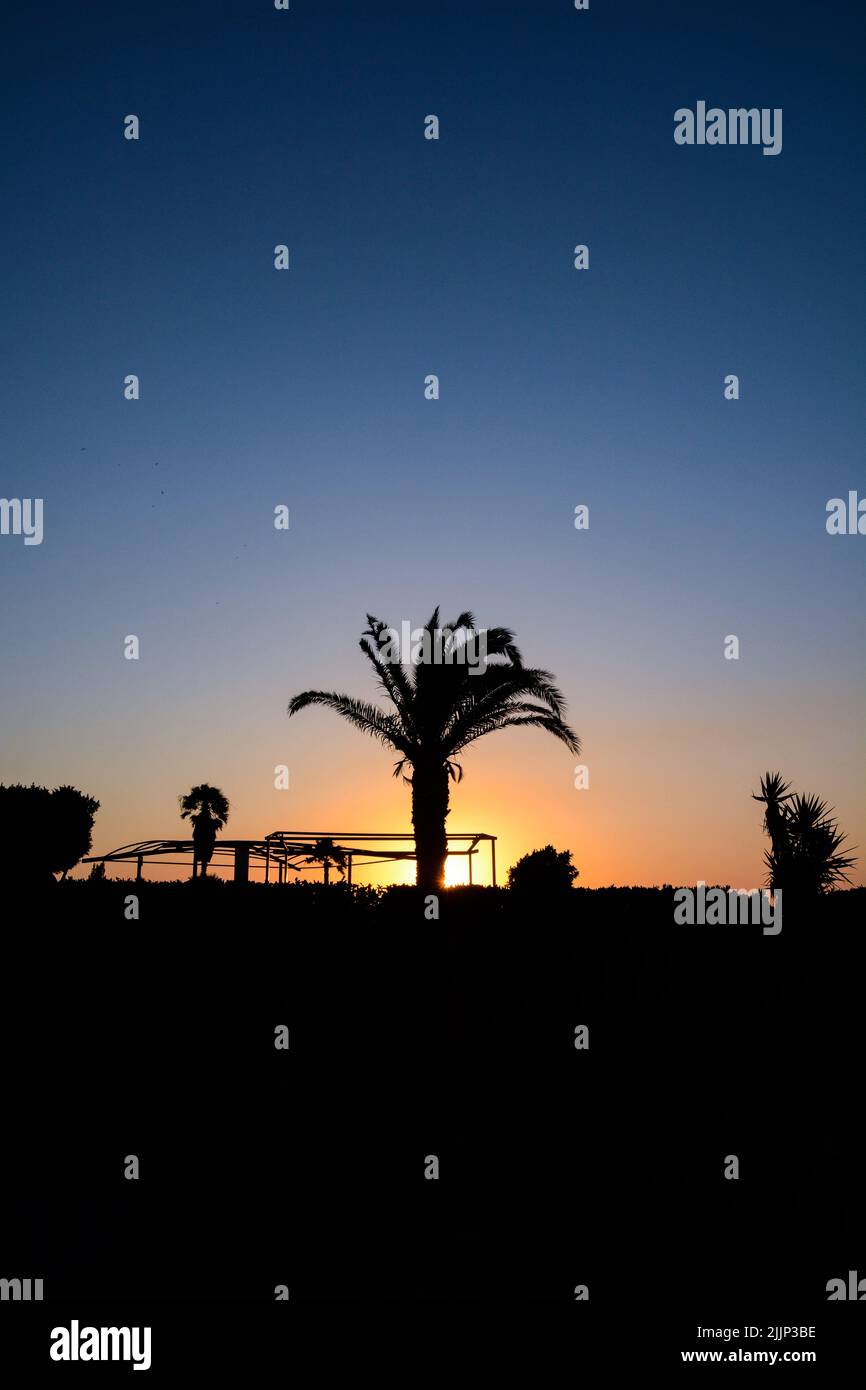 Silhouette di una palma con il tramonto alle spalle Foto Stock